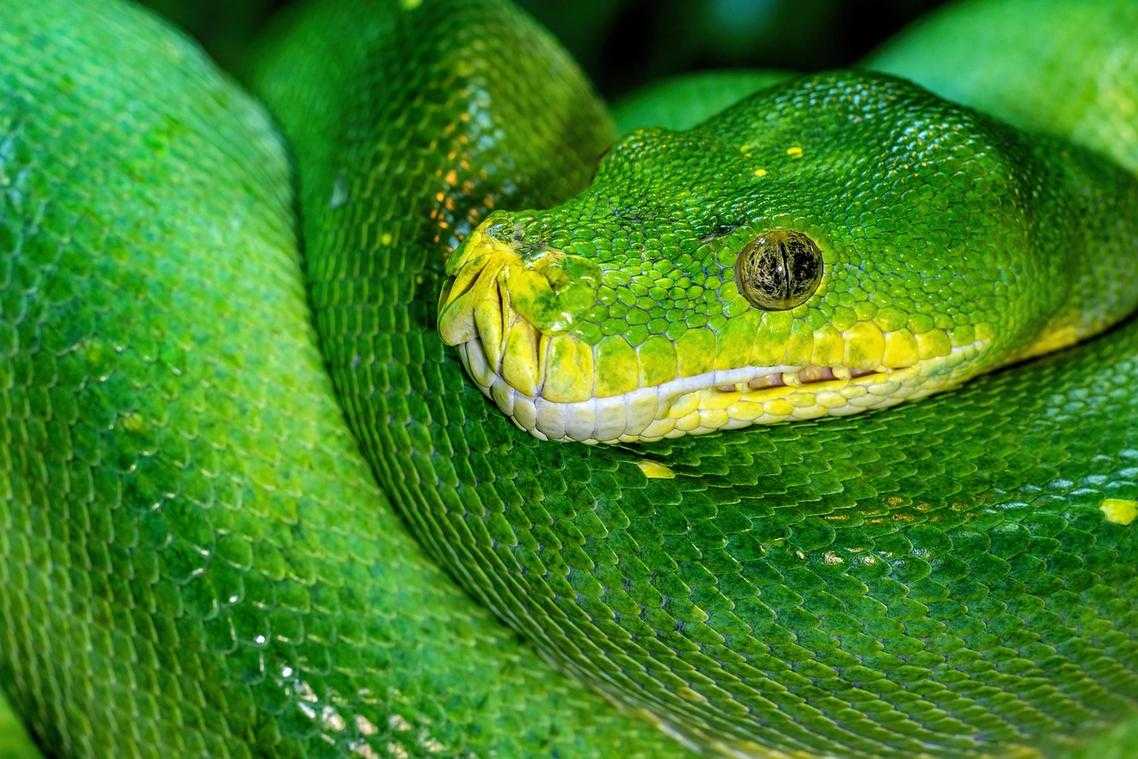 Llusyep Python Fix Code