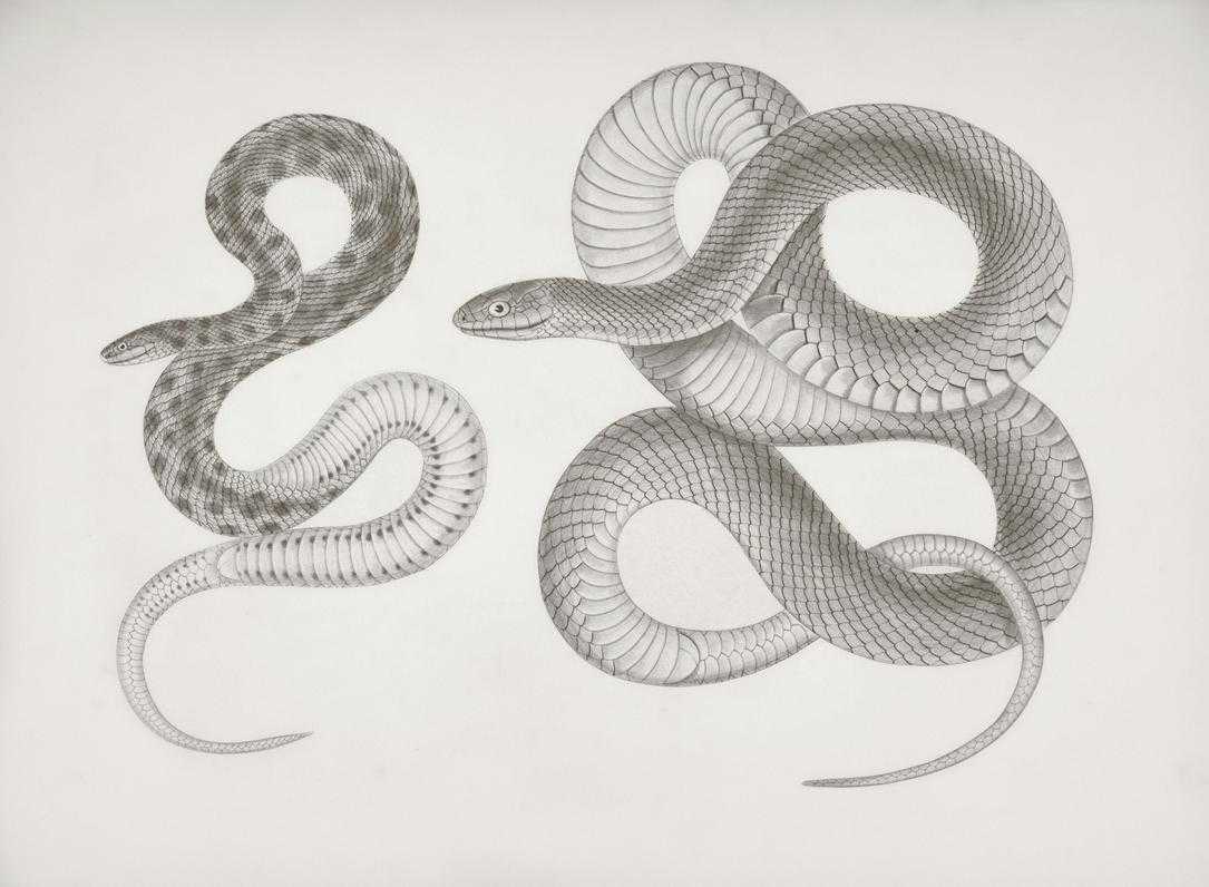 python visualization