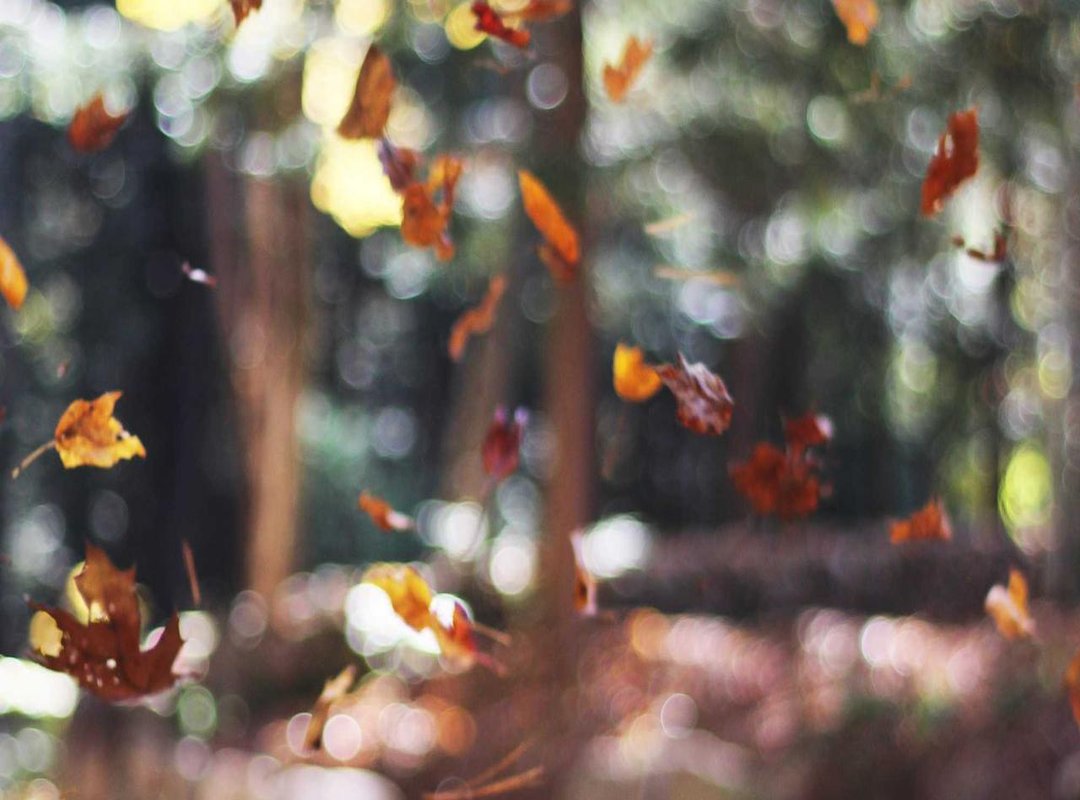 Official & Legal Alternatives for Watching 'Priscilla'