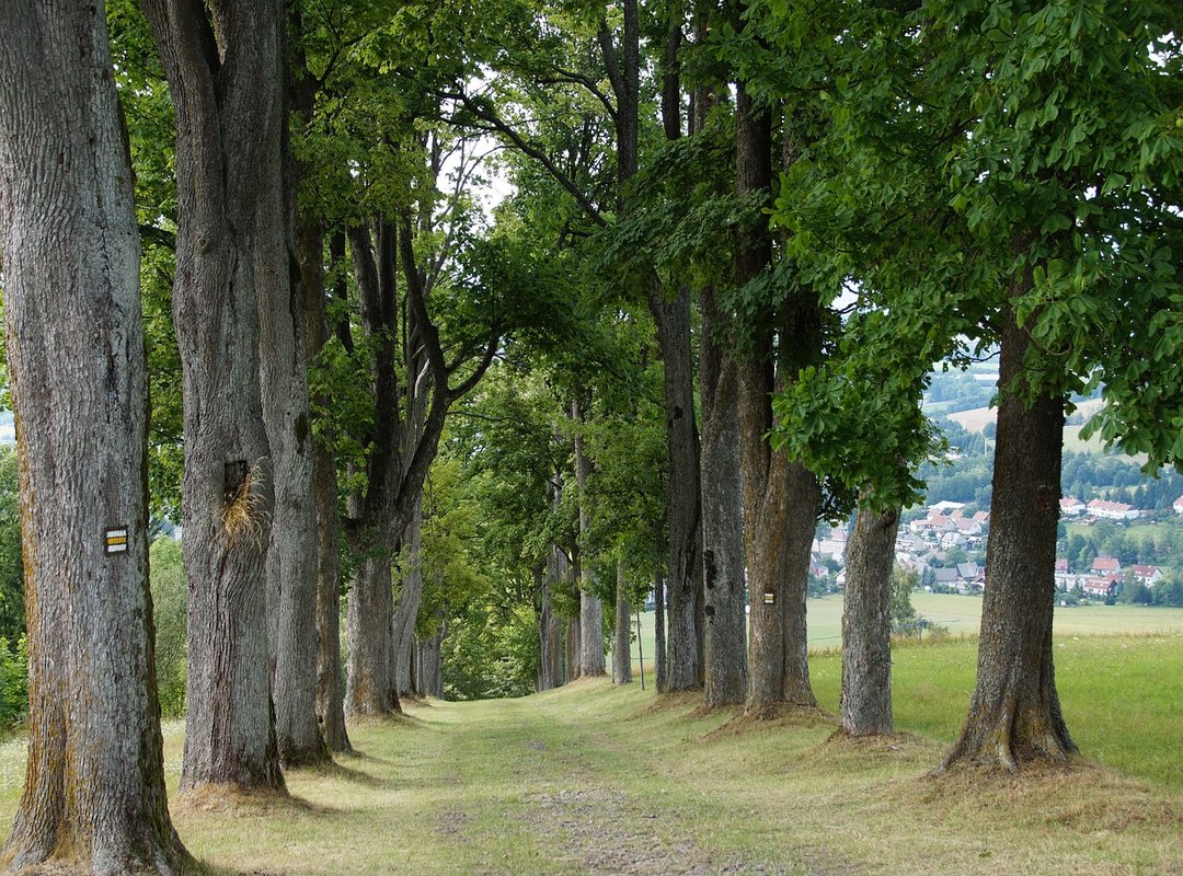 General Ways to Support an International Brand You Admire